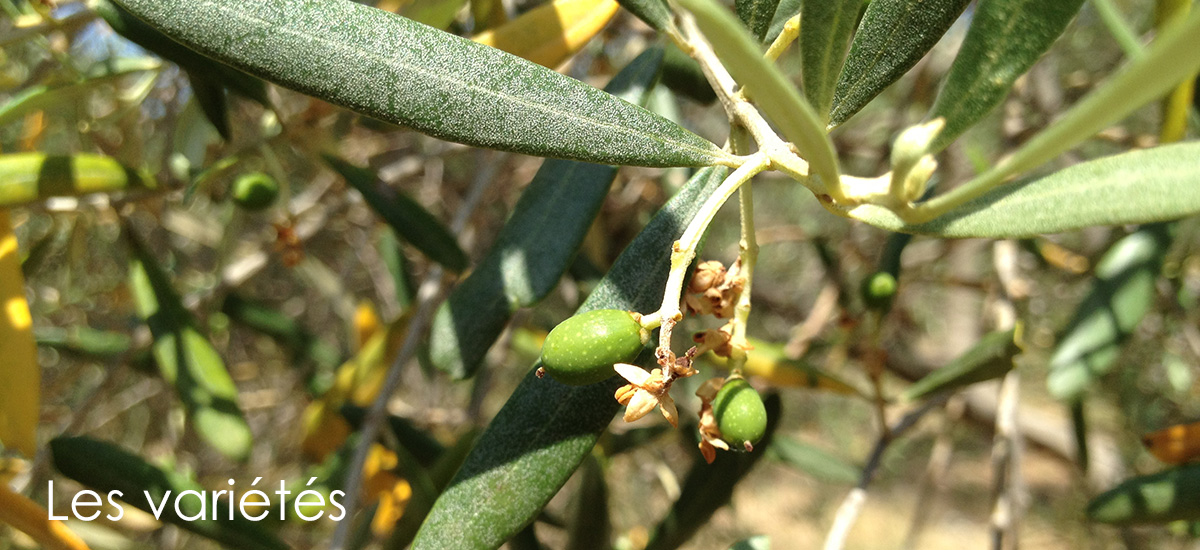Les variétés d'Olives